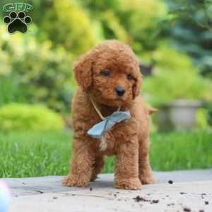 Tucker, Cavapoo Puppy